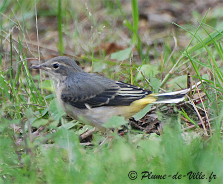 La Bergeronnette des ruisseaux. [Motacilla cinerea