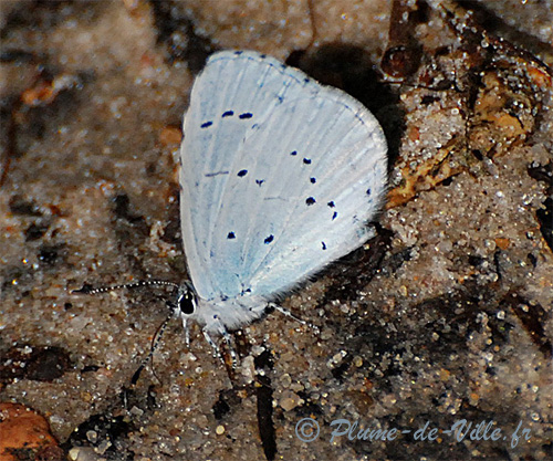 L'Azur&eacute; des Nerpruns. L'Argus &agrave; bande noire. [Celastrina argiolus