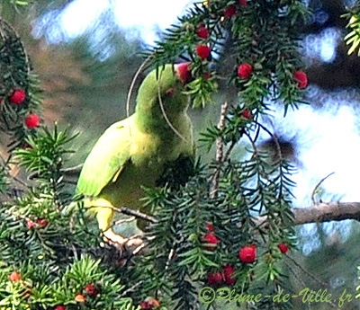 La Perruche &agrave; Collier. [Psittacula Krameri