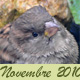 Novembre 2010