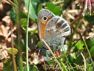 Le Fadet commun. [Coenonympha pamphilus