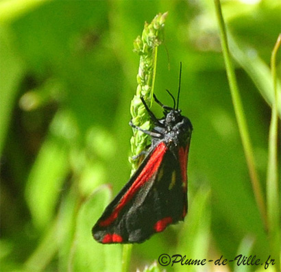 L'Ecaille du S&eacute;ne&ccedil;on