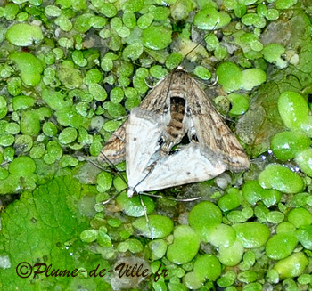 L'hydrocampe de la lentille d'eau. [Cataclysta lemnata