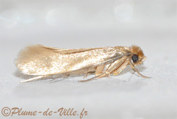 La Mite des v&ecirc;tements.