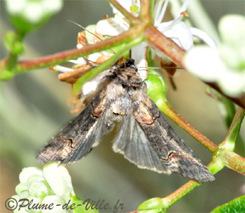 La Plusie &agrave; lunettes. [Abrostola triplasia
