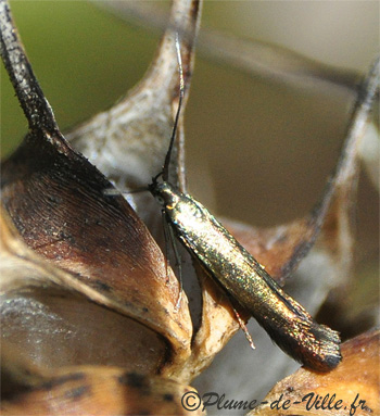[Coleophora sp.