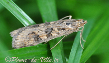 Pyrale de la luzerne. [Nomophila noctuella