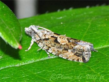 Tordeuse. [Zeiraphera isertana