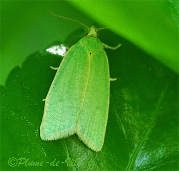 La Tordeuse verte du ch&ecirc;ne. [Tortrix viridana.