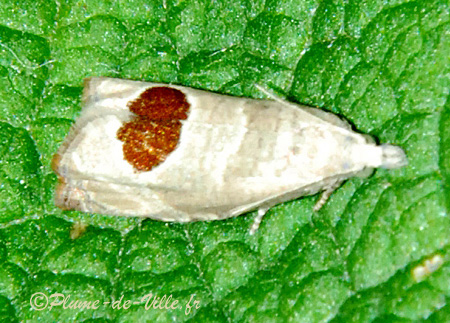 La Tordeuse de la ronce. [Epiblema uddmanniana.