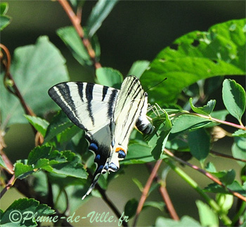 Le Flamb&eacute;. [Iphiclides podalirius