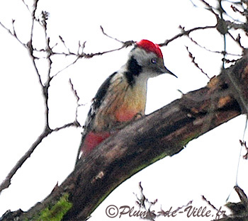 Le Pic mar. [Dendrocopos medius