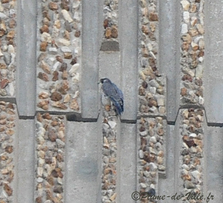 Le Faucon p&egrave;lerin. [Falco peregrinus