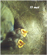 15 mai