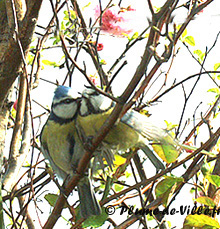 Tendres m&eacute;sanges
