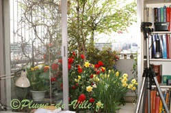 Depuis la fenêtre Depuis la fenêtre