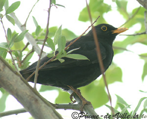 Fen&ecirc;tre et Nichoir