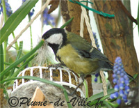 Charbonni&egrave;re pr&eacute;parant son nid