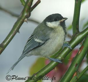 B&eacute;b&eacute; charbo
