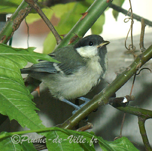 b&eacute;b&eacute; charbo