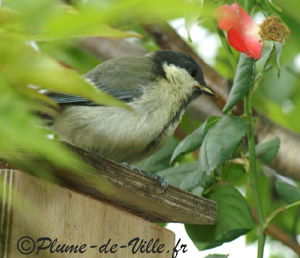 B&eacute;b&eacute; sur le nid