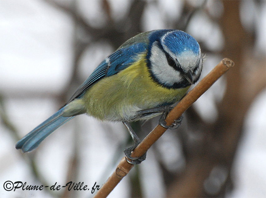 M&eacute;sange bleue