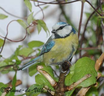 M&eacute;sange bleue