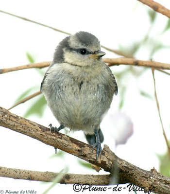 M&eacute;sange bleue