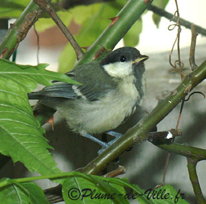 M&eacute;sange charbonni&egrave;re
