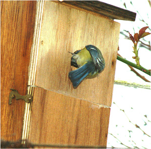 T&ecirc;te int&eacute;rieur