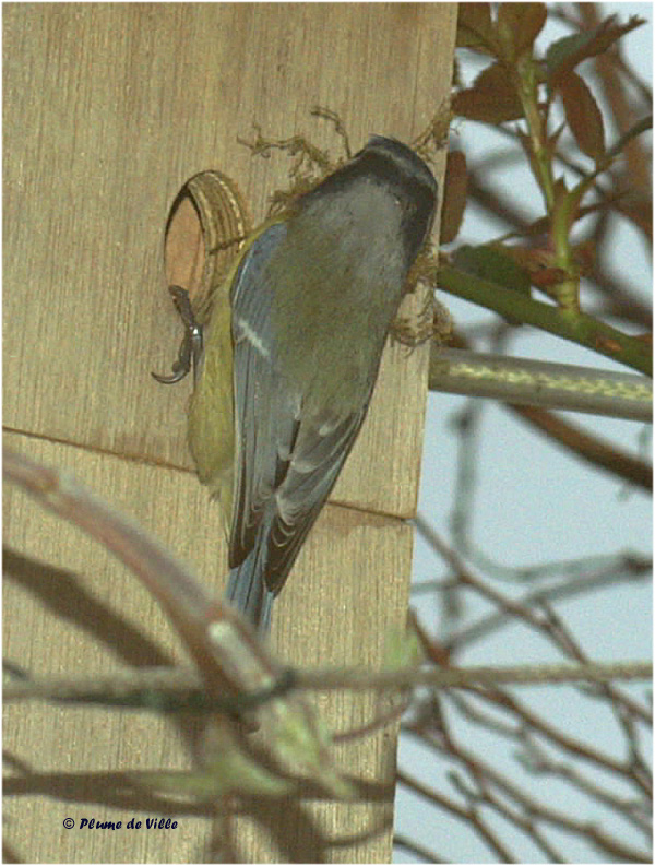 Entr&eacute;e de la mousse