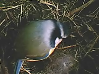 Plume int&eacute;rieur