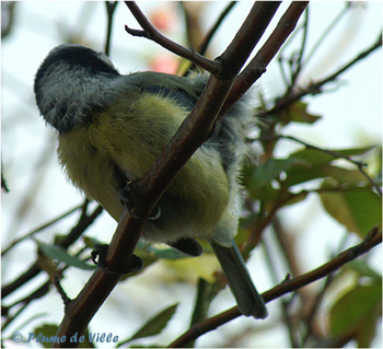 M&eacute;sange sans t&ecirc;te