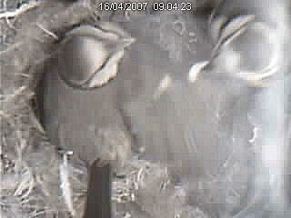 Petit d&eacute;jeuner