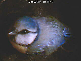 Pos&eacute;e sur le bord du nid