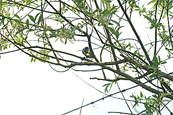 Arriv&eacute;e chenille