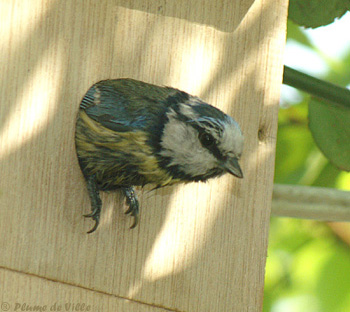 D&eacute;coiff&eacute;e