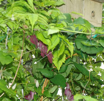 Num&eacute;ro 3 cach&eacute;