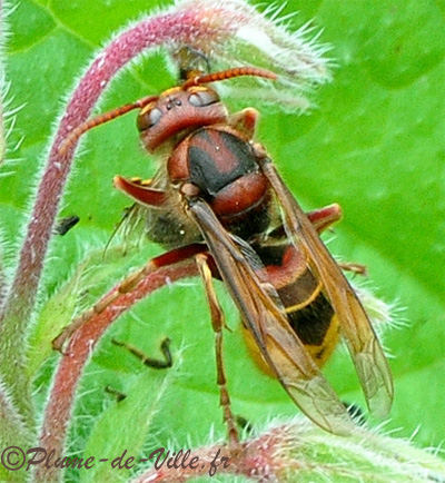 Frelon d'Europe Vespa crabro