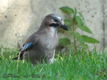 Geai des ch&ecirc;nes