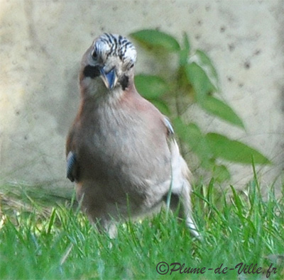 Geai des ch&ecirc;nes