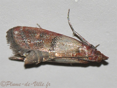 Pyrale des fruits secs