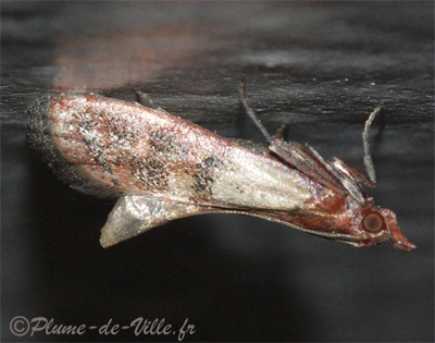 Pyrale des fruits secs