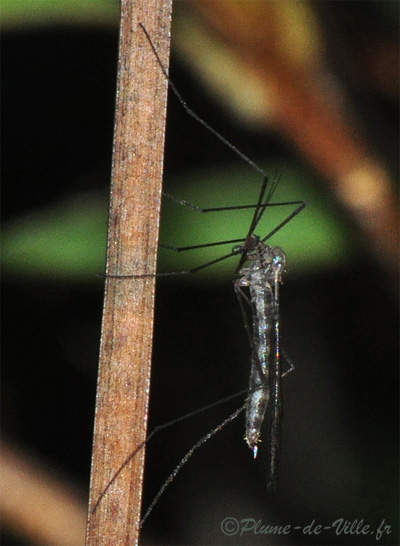 Trichocera