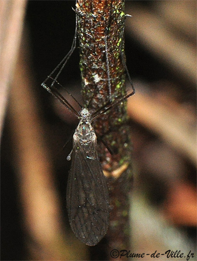 Trichocera