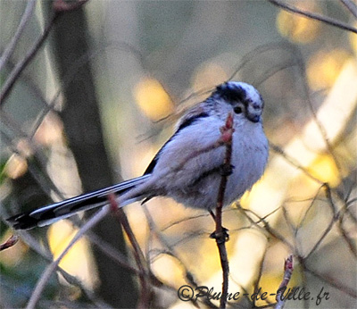 M&eacute;sange longue queue
