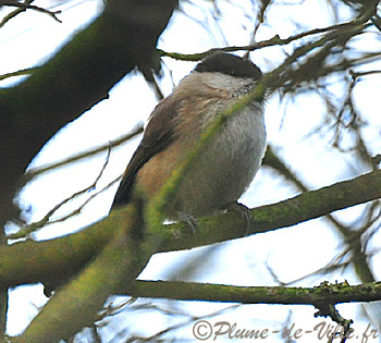 M&eacute;sange nonnette