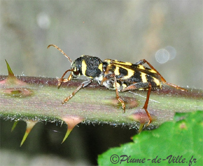 Xylotrechus arvicola